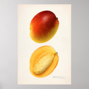 Poster Illustration botanique vintage