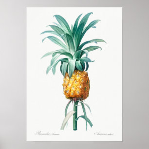 Poster Illustration botanique vintage