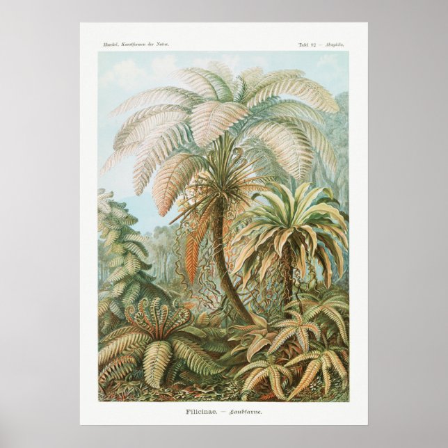 Poster Illustration botanique vintage (Devant)