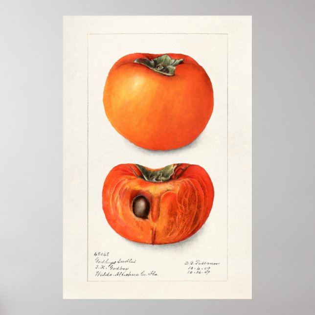 Poster Illustration botanique vintage (Devant)