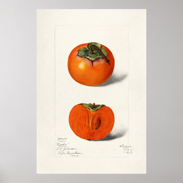 Poster Illustration botanique vintage (Devant)