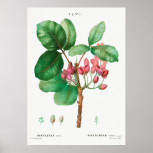 Poster Illustration botanique vintage