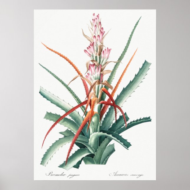 Poster Illustration botanique vintage (Devant)