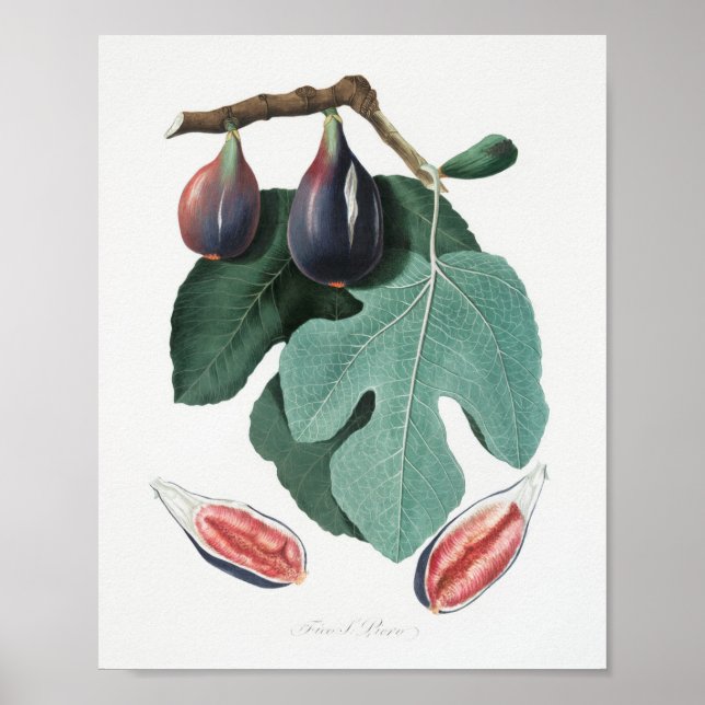 Poster Illustration botanique vintage (Devant)