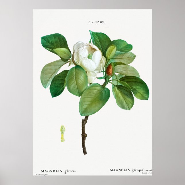 Poster Illustration botanique vintage (Devant)