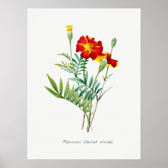 Poster Illustration botanique vintage (Devant)