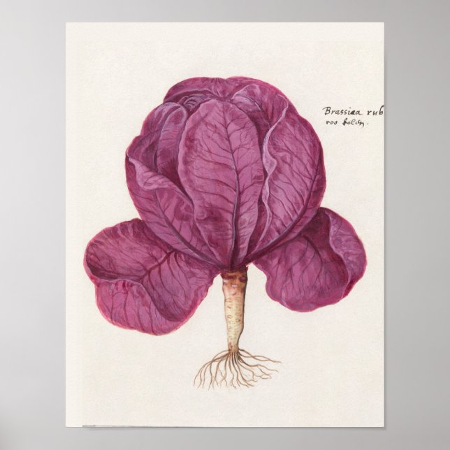 Poster Illustration botanique vintage (Devant)