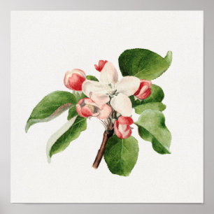 Poster Illustration botanique vintage