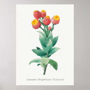 Poster Illustration botanique vintage