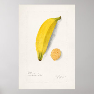 Poster Illustration botanique vintage