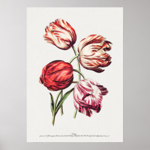 Poster Illustration botanique vintage