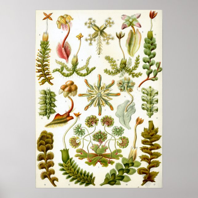 Poster Illustration botanique vintage (Devant)