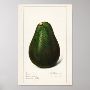 Poster Illustration botanique vintage