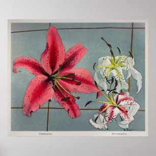 Poster Illustration botanique vintage