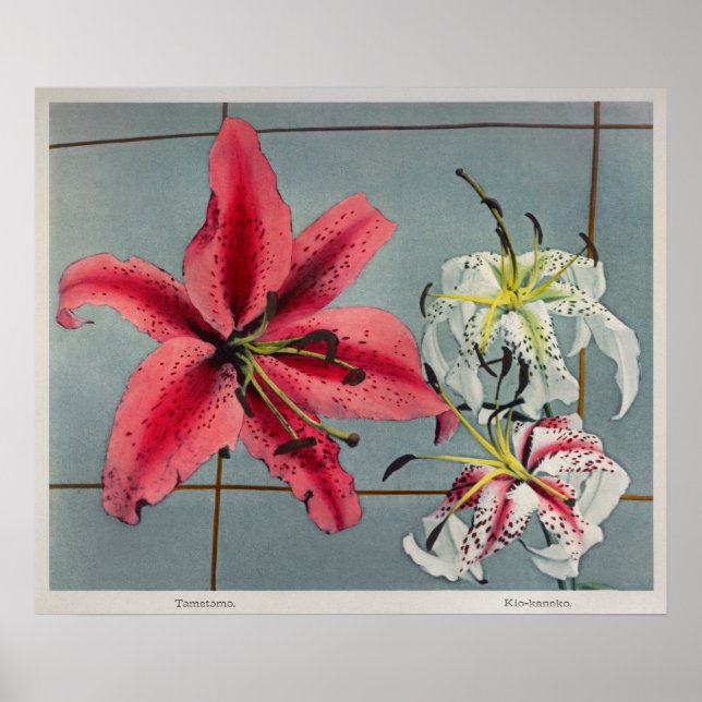 Poster Illustration botanique vintage (Devant)