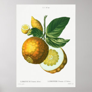 Poster Illustration botanique Vintage