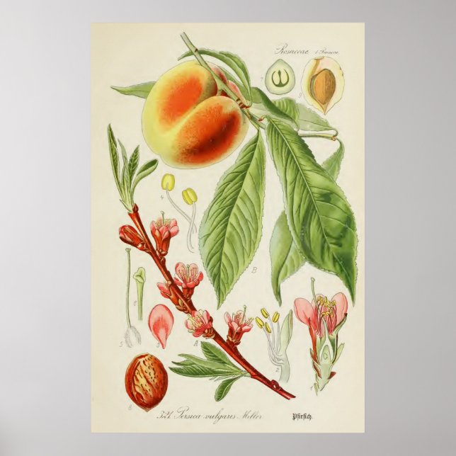 Poster Illustration botanique vintage (Devant)