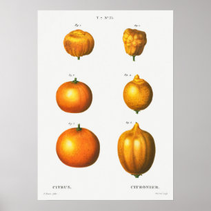 Poster Illustration botanique vintage