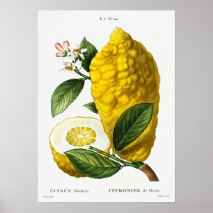 Poster Illustration botanique vintage