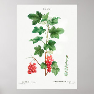 Poster Illustration botanique vintage