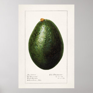 Poster Illustration botanique vintage