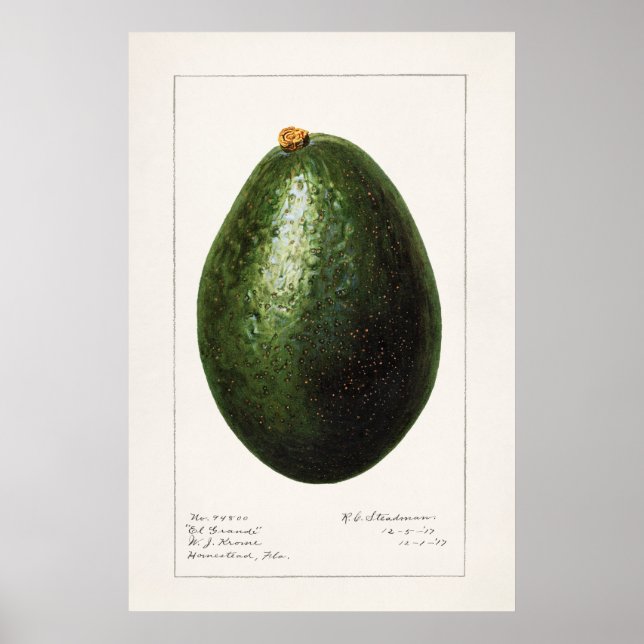 Poster Illustration botanique vintage (Devant)