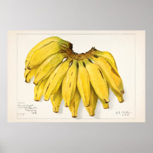 Poster Illustration botanique vintage