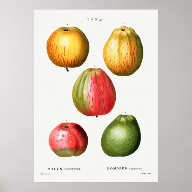 Poster Illustration botanique vintage (Devant)