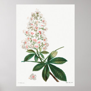 Poster Illustration botanique Vintage