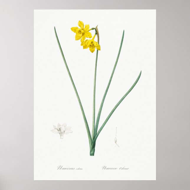 Poster Illustration botanique vintage (Devant)
