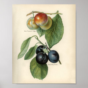 Poster Illustration botanique vintage