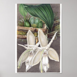 Poster Illustration botanique vintage