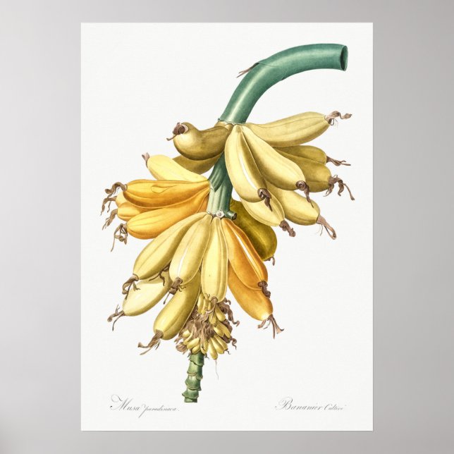Poster Illustration botanique vintage (Devant)