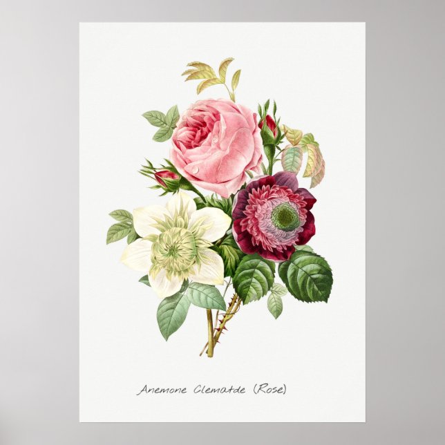 Poster Illustration botanique vintage (Devant)