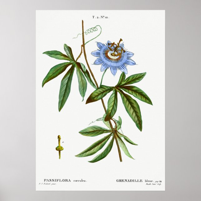 Poster Illustration botanique vintage (Devant)
