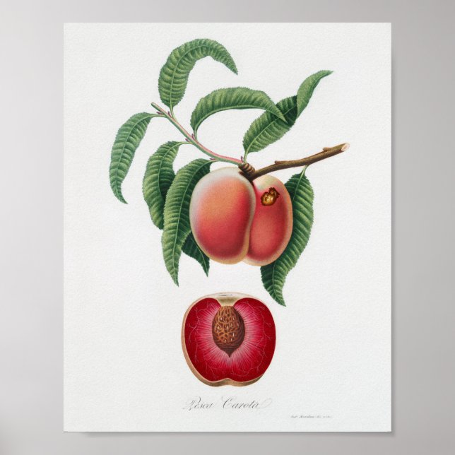 Poster Illustration botanique vintage (Devant)
