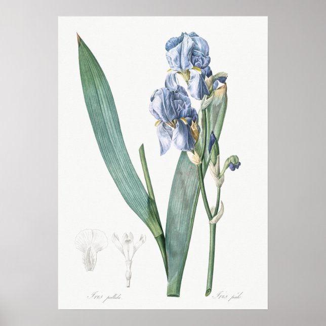 Poster Illustration botanique vintage (Devant)