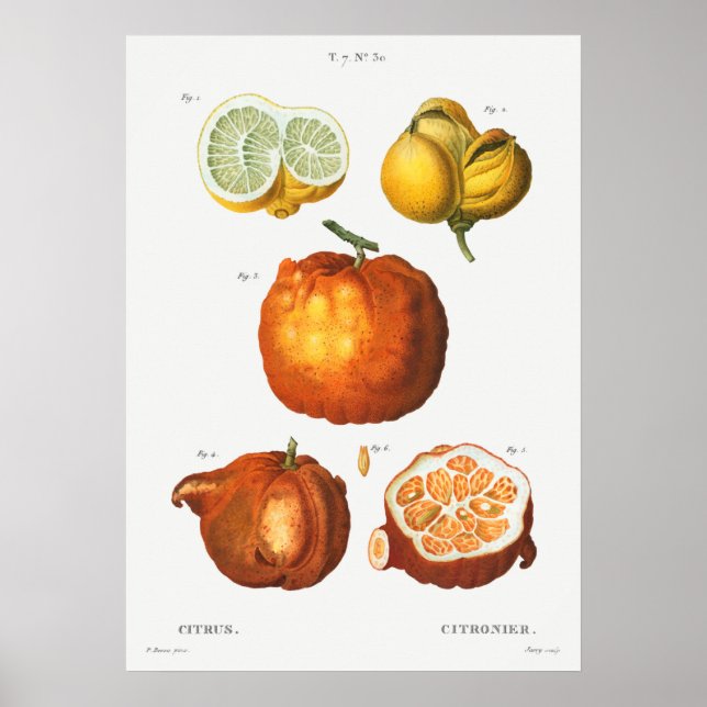 Poster Illustration botanique vintage (Devant)
