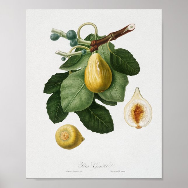 Poster Illustration botanique vintage (Devant)
