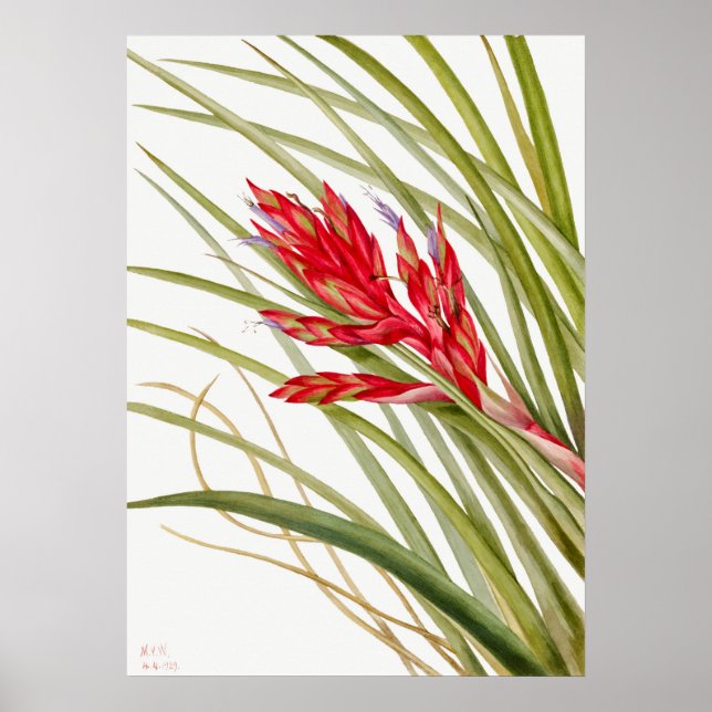 Poster Illustration botanique vintage (Devant)