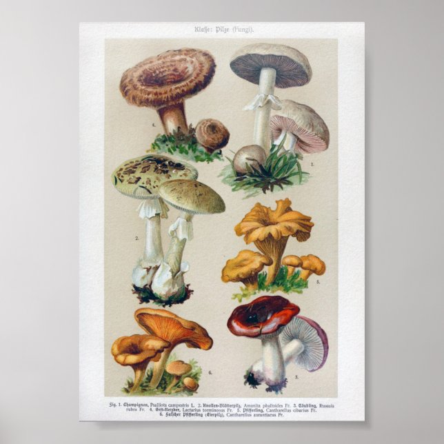 Poster Illustration botanique vintage (Devant)