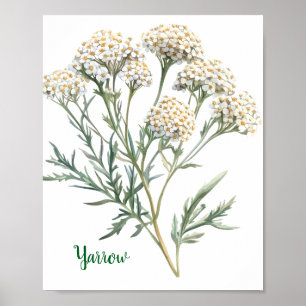 Poster Illustration botanique vintage Achillée millefeuil