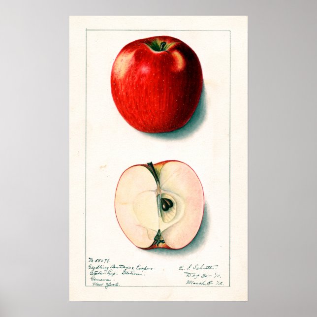 Poster Illustration botanique vintage Apple (Devant)
