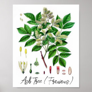 Poster Illustration botanique Vintage de Ash Tree