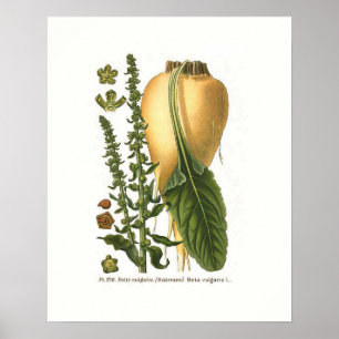 Poster Illustration botanique vintage de betterave sucriè
