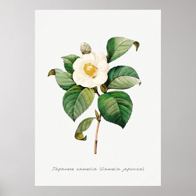 Poster Illustration botanique vintage de Camellia (Devant)