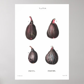 Poster Illustration botanique vintage de Figs