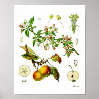 Poster Illustration botanique Vintage de Fruit Pomme