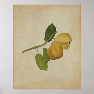 Poster Illustration botanique vintage de la poire jaune