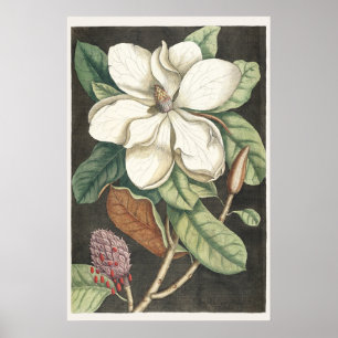 Poster Illustration botanique vintage de magnolia de Cate